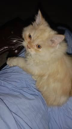 Persian kittens available In different size and different color .