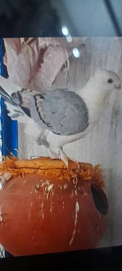 Breeder Pair Pigeons