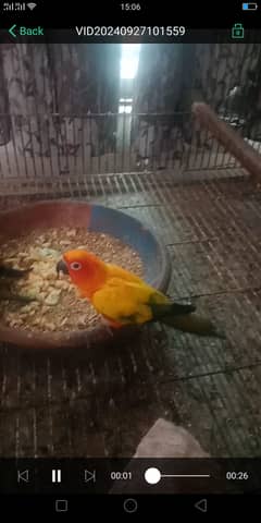 Sun Conure Red Factor Pairs