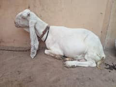 gulabi gaban big size goat 03479553423 WhatsApp