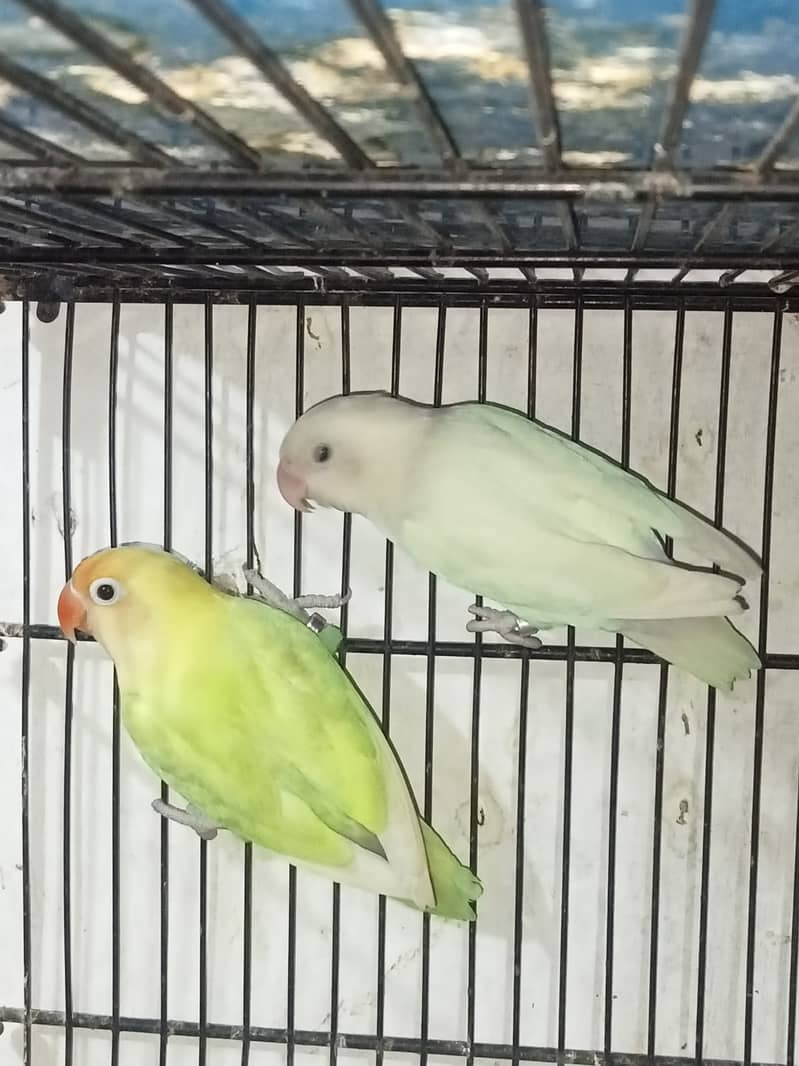 Breeder pair 1