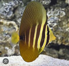 Sailfin Tang