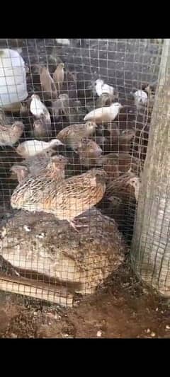 Quail Meat