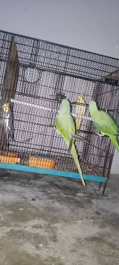 2 raw parrots and 2 cocktail parrots pairs contact 03128913924