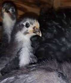 Commercial Australorp Chicks | 37 Days Old Chicks