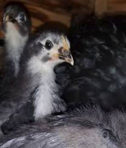 Commercial Australorp Chicks | 34 Days Old Chicks 0