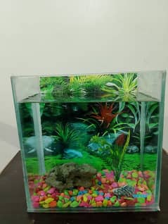 Aquarium for sale with complete decor and 1 pair of molly fish