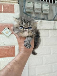 Peke peki Male Kitten