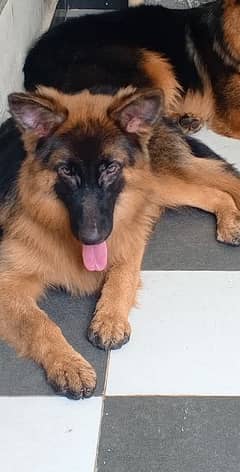 German shepherd female 6 month old pink pedigree