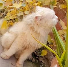 Persian Male Cat for sale