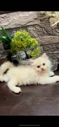 semi punch persian tripple coated kitten cat