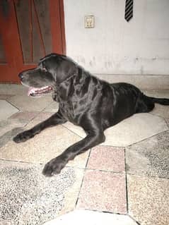 Labrador breeder female full team active and healthy