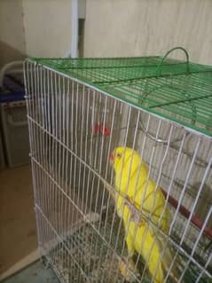 Yellow ring neck parrot for sale 0