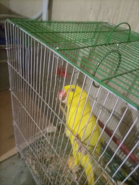 Yellow ring neck parrot for sale 1