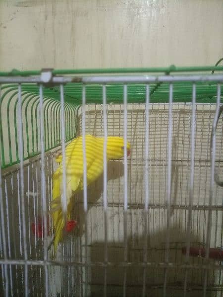 Yellow ring neck parrot for sale 2