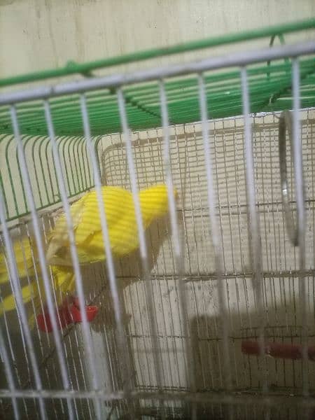 Yellow ring neck parrot for sale 3