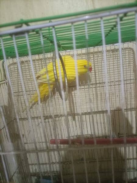 Yellow ring neck parrot for sale 4