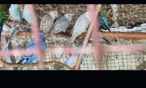 Healthy & Good looking ,Nails & feather beautiful 
Each Bird