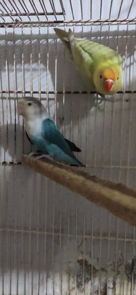 Love Birds for sale 4