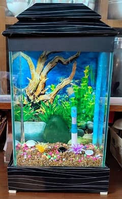 Small Fish Aquarium