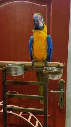 Blue & Gold Macaw