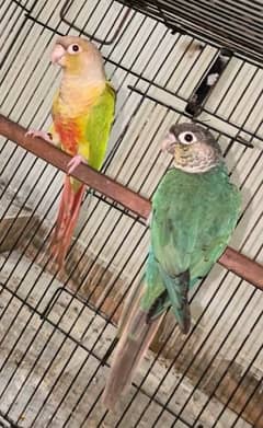 CONURE PAIRS