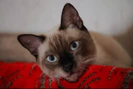 Siamese