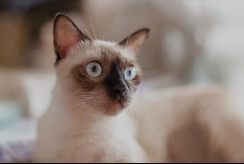 Siamese cat 1