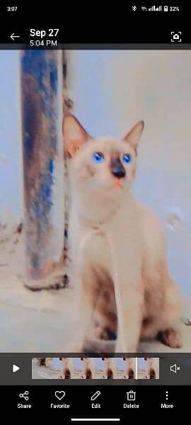 Siamese cat 2