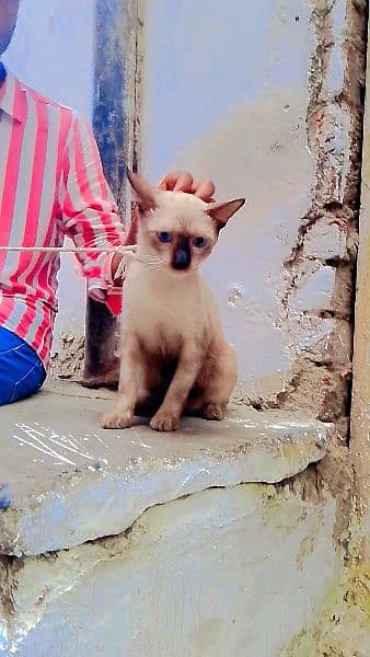 Siamese cat 5