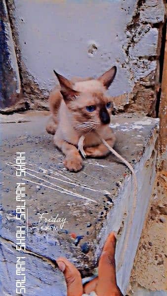 Siamese cat 7