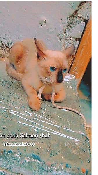 Siamese cat 8