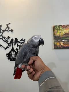 Grey Parrot Talkative