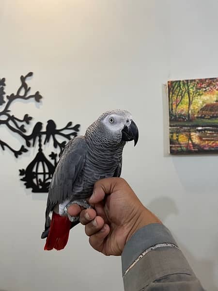 Grey Parrot Talkative 0