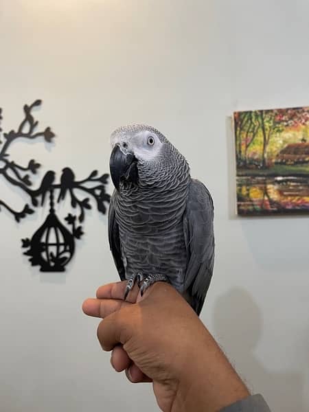 Grey Parrot Talkative 1