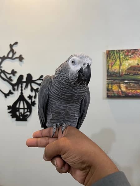 Grey Parrot Talkative 2