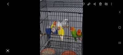 lovebirds pair 0