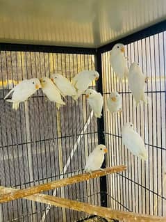 All setup Albino red n split breeder's pairs for sale