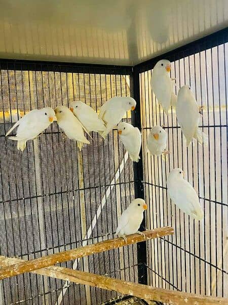 All setup Albino red n split breeder's pairs for sale 0