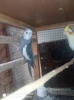 cockatiel pair 0