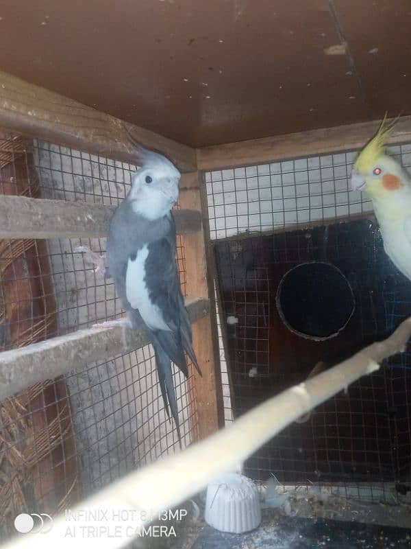 cockatiel pair 0