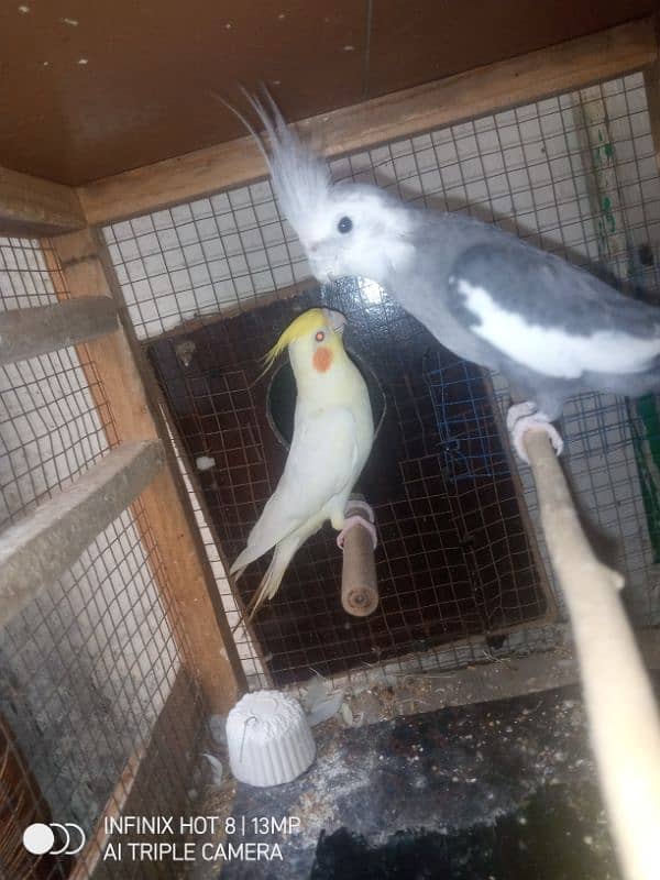 cockatiel pair 1