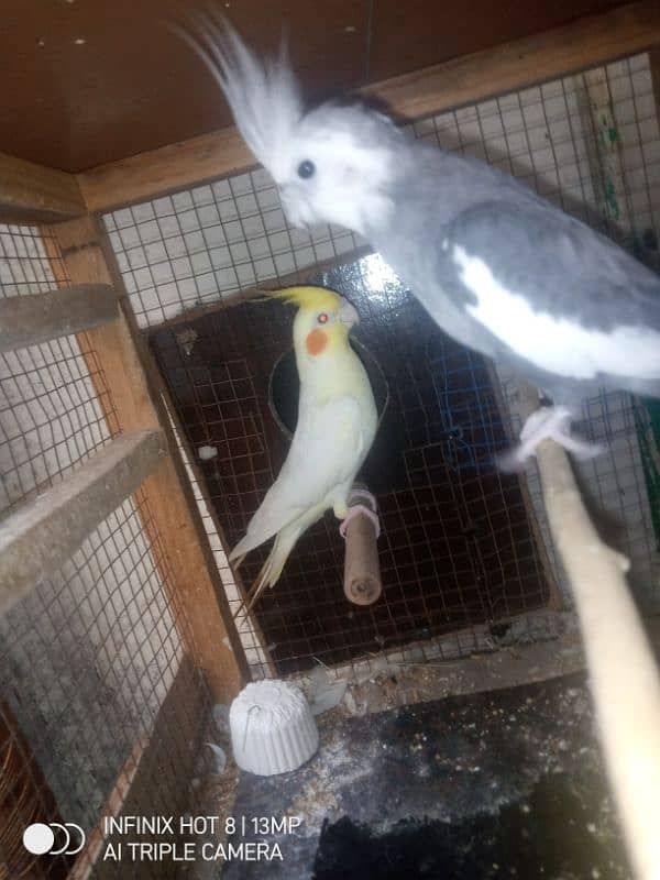 cockatiel pair 2