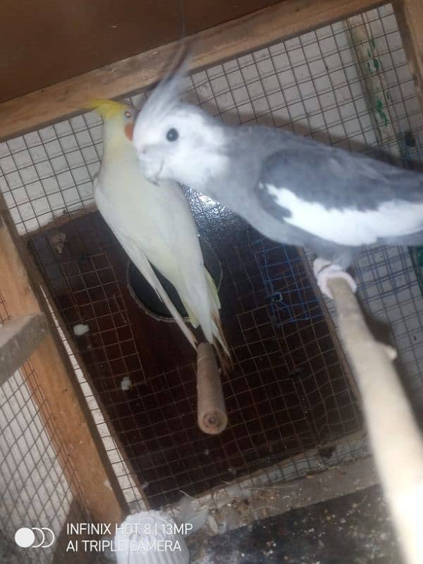 cockatiel pair 3