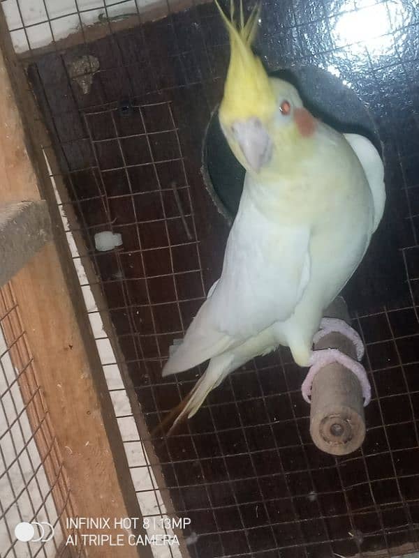 cockatiel pair 4