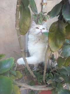 Persian Double Coated Male Cat