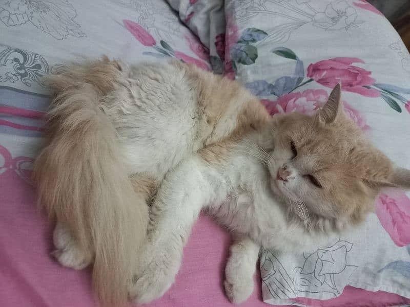 Persian Double Coated Male Cat 3