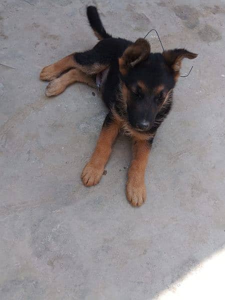 German shepherd dog for sale 0321/720/1763 1