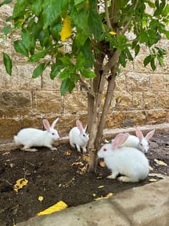 Rabbits ( Red Eyes)