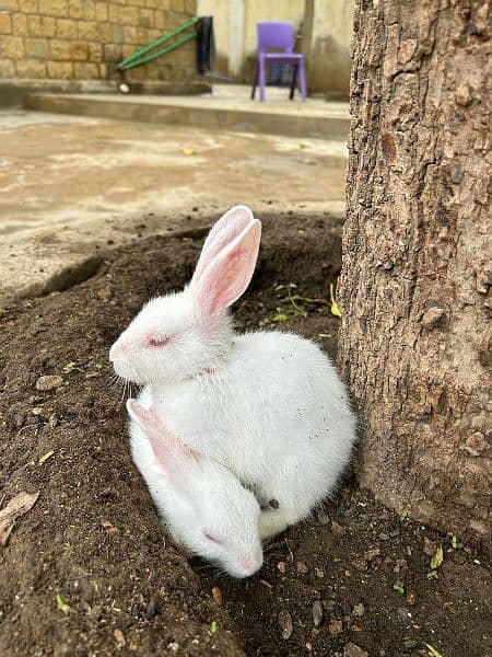 Rabbits ( Red Eyes) 2